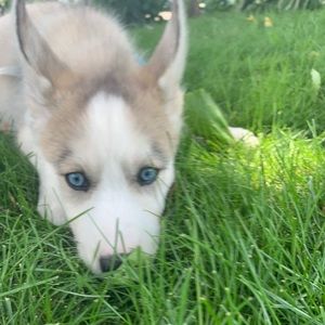 Meet your Posher, Andreia